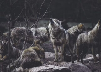 Lobos