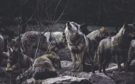 Lobos