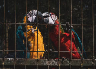 Loros