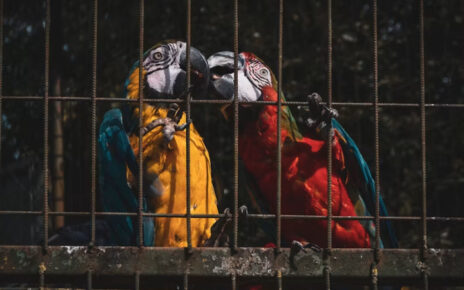 Loros