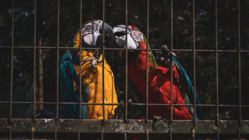 Loros