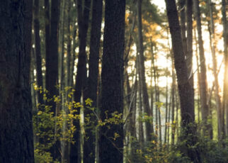 Medioambiente