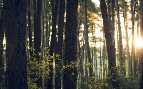 Medioambiente