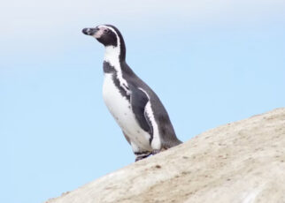 Pingüino de Humboldt
