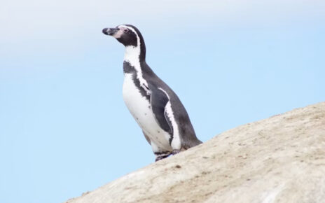 Pingüino de Humboldt