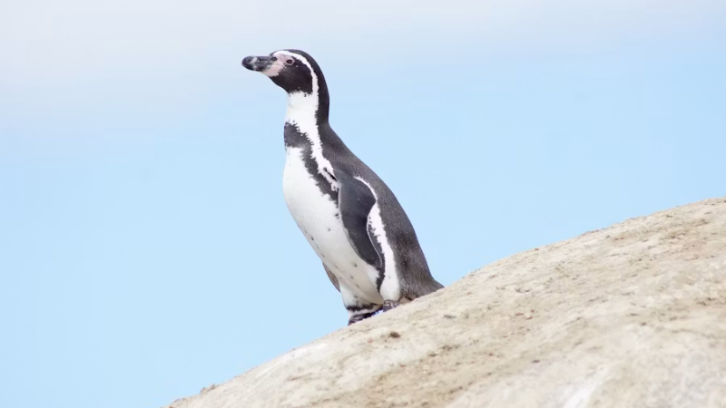 Pingüino de Humboldt
