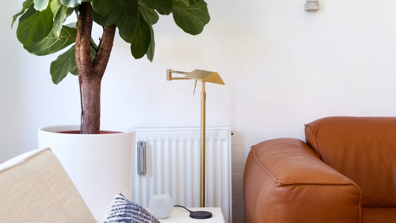 Plantas que purifican el aire en casa