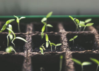 Reproducción de las plantas sin semillas