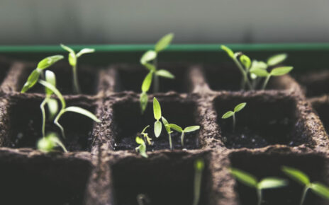 Reproducción de las plantas sin semillas