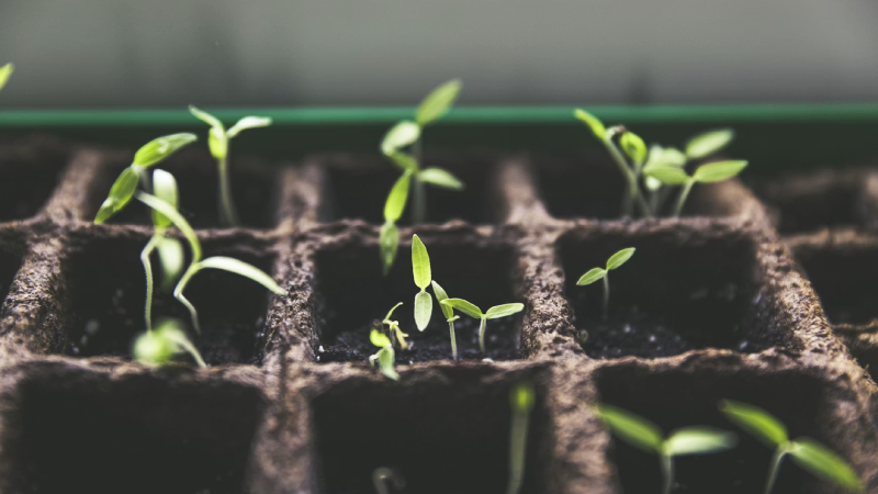Reproducción de las plantas sin semillas