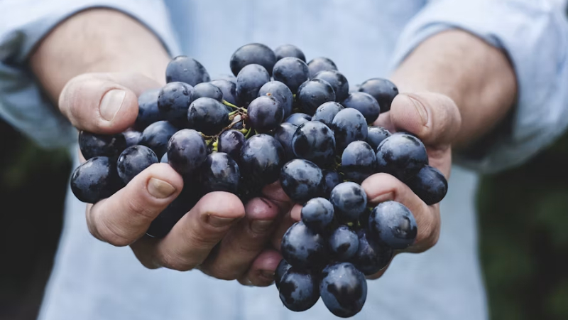 Uvas
