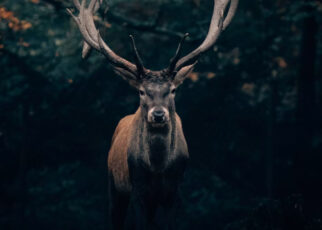Venado