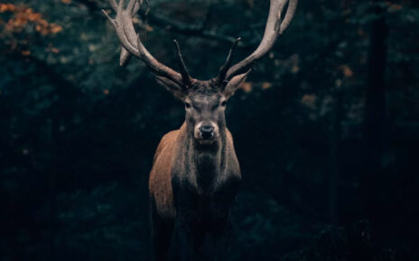 Venado