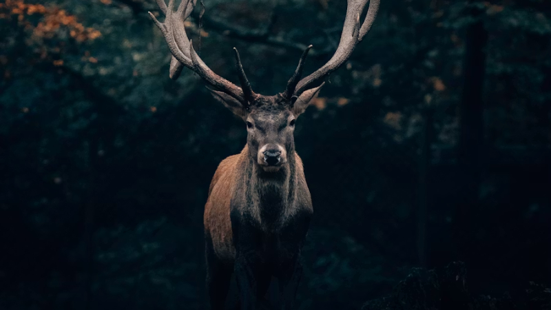 Venado