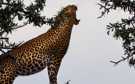 Jaguar