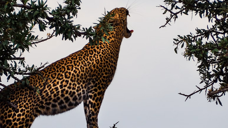 Jaguar