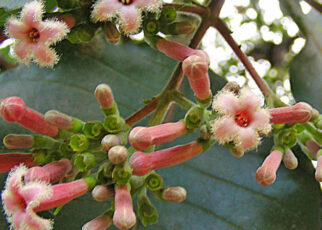 Cinchona pubescens