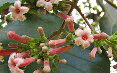 Cinchona pubescens
