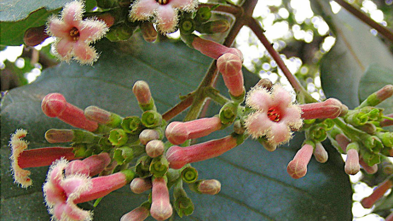 Cinchona pubescens