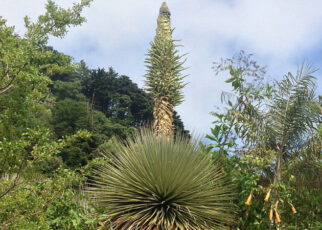 Puya de Raimondi