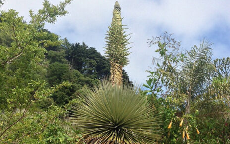 Puya de Raimondi
