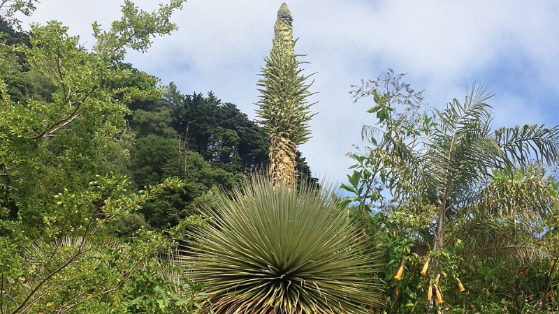 Puya de Raimondi
